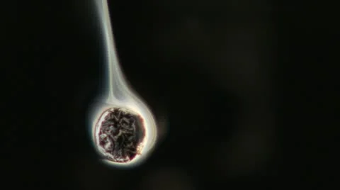 CIGARETTE END Stock-Footage 12362334