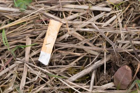 Cigarette on the grass the danger of a forest fire Foto stock