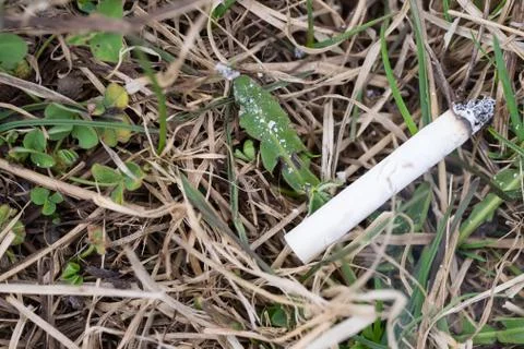 Cigarette on the grass the danger of a forest fire Stock Photos