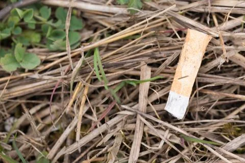 Cigarette on the grass the danger of a forest fire Stock Photos