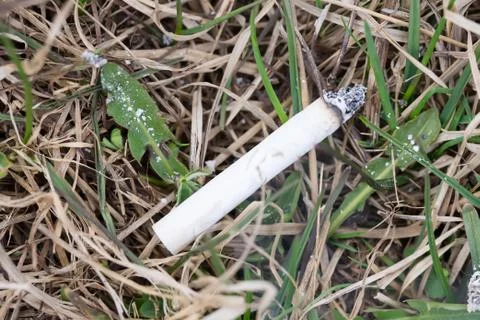 Cigarette on the grass the danger of a forest fire Stock Photos