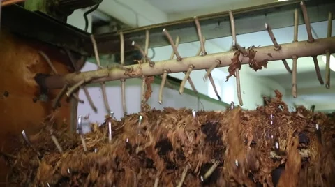 Cigarette production 库存影片 61175459