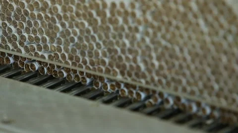 Cigarette production Vidéo 61175488