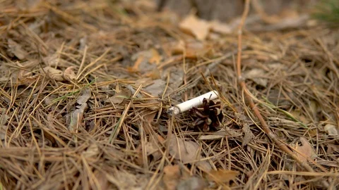 A cigarette smolders in a forest. A man threw a burning cigarette in the forest 스톡 동영상 114514607
