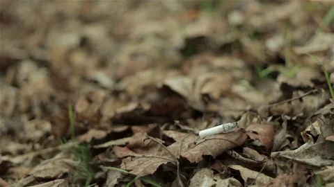 Cigarette stub in dry foliage Stock Footage 74871451