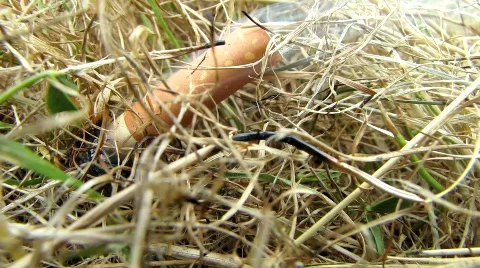Cigarette stub in dry grass Stock Footage 792839