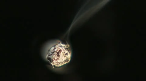 CIGARETTE TIP 動画素材 12362170