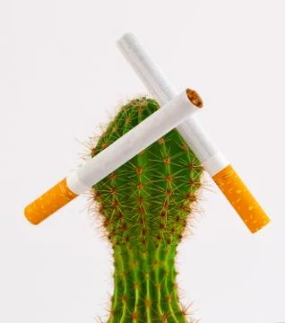 Cigarettes on the cactus 스톡 사진