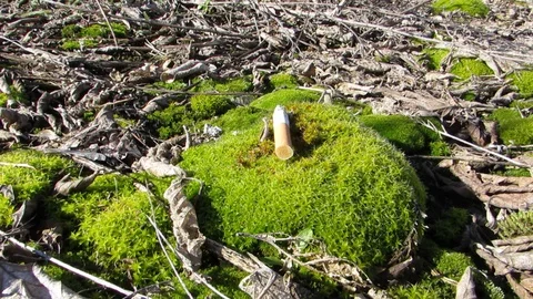 Cigarettes kill life on the planet Stock Footage 129073938