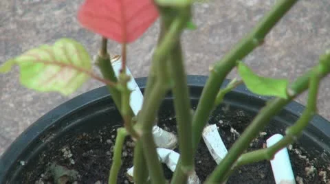 Cigarettes in the pot of plant 스톡 동영상 11022796