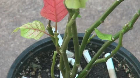 Cigarettes in the pot of plants 스톡 동영상 11022825