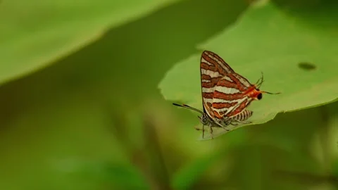 Cigaritis vulcanus butterfly resting in monsoon habitat Stock Footage 345369699
