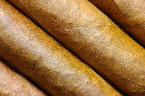 Cigars in a row close-up Foto stock