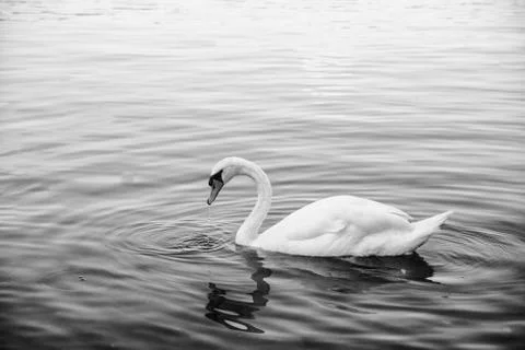 Cigno Stock Photos