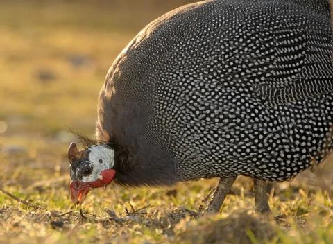 Ciken animals Stock Photos