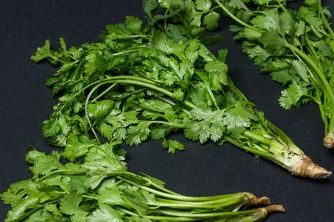 Cilantro on a black background. Stock Photos