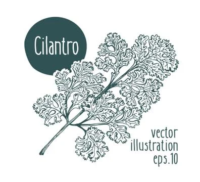 Cilantro branch. Vector illustration for design menu, packaging and recipes Illustrazione stock