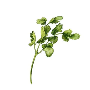 Cilantro branches and leaves. Vector color vintage hatching illustration is.. Stock Illustration