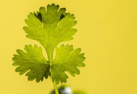 Cilantro close up Stock Photos