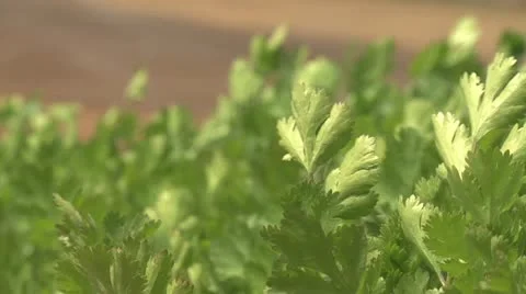 Cilantro closeup as it grows in the sun 스톡 동영상 12228331