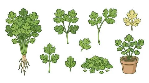 Cilantro Coriander Vector Illustration Set Stock Illustration