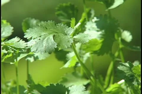 Cilantro 库存影片 11496257