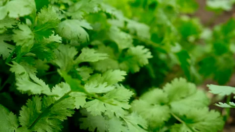 Cilantro growing in the garden. Selective focus. Stock Footage 259466644