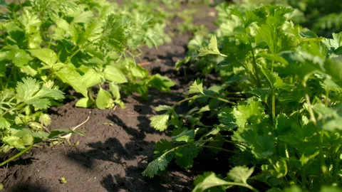 Cilantro grows in the garden. Selective focus. Stock Footage 219207367