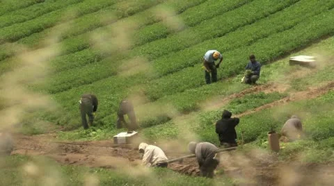 Cilantro harvest 스톡 동영상 12228403
