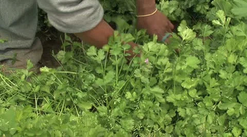 Cilantro harvest 스톡 동영상 12228412