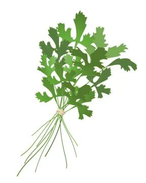 Cilantro Stock Illustration