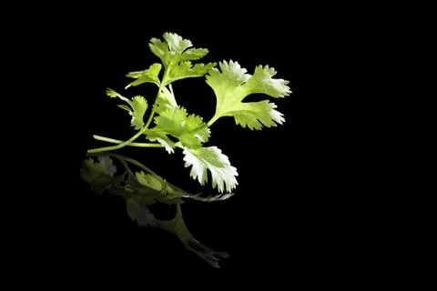 Cilantro isolated on black. Stock Photos