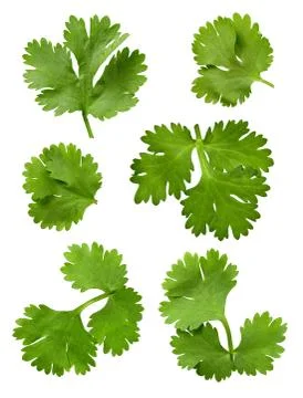 Cilantro isolated Foto stock