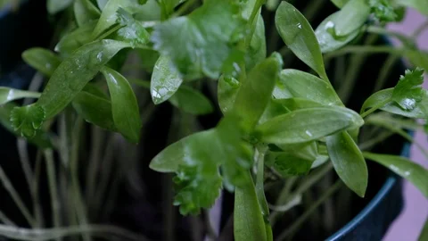Cilantro Leaves Stock Footage 89928920