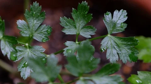 Cilantro leaves Stock Footage 89929869