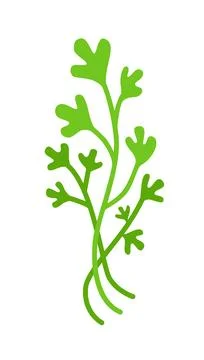 Cilantro or parsley bunch. Vector illustration isolated on white. Stock Illustration