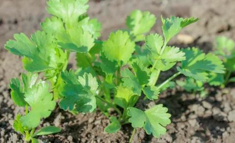 Cilantro Stock Photos