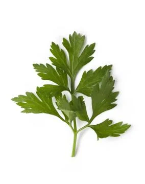 Cilantro Stock-Fotos