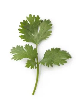 Cilantro Stock Photos
