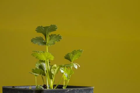 Cilantro plants Stock Photos