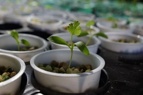 Cilantro Seedling Foto stock