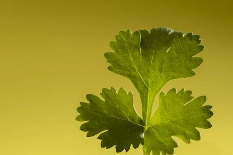 Cilantro upclose Stock Photos