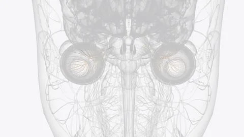 The ciliary ganglion is one of four parasympathetic ganglia in the head. It.. 스톡 일러스트