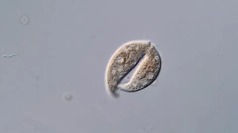 Ciliate binary reproduction under microscopy view Vidéo 310356273