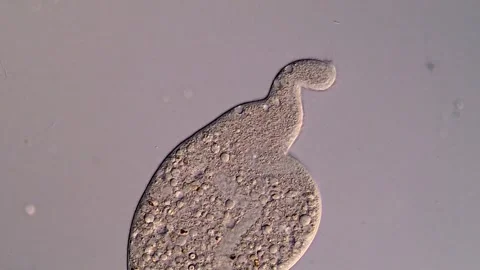 Ciliate ciliophora 스톡 동영상 310645592
