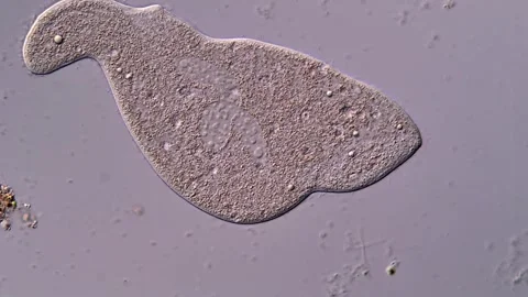 Ciliate ciliophora under microscope 스톡 동영상 310642914