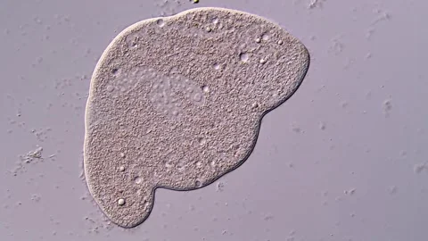 Ciliate ciliophora under microscope 库存影片 310642979