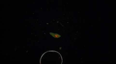 Ciliate dark field 스톡 동영상 68635237