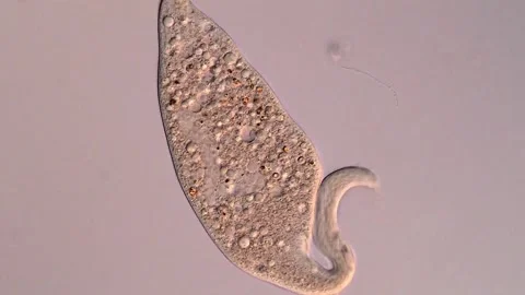 Ciliate Dileptus under DIC microscope 库存影片 310645642