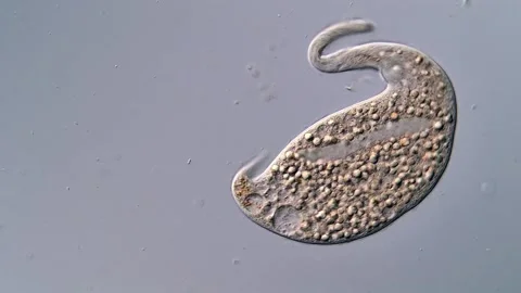 Ciliate dileptus under microscopic view 400x 스톡 동영상 310386864